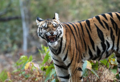 Bhopal · Jabalpur · Bandhavgarh