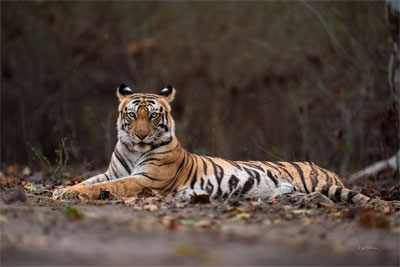 Jabalpur · Bandhavgarh · Kanha · Bhedaghat · Bhopal