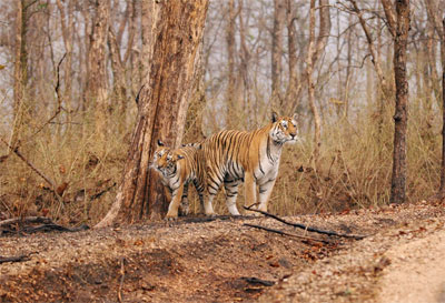 Nagpur · Pench · Madhai · Bhopal