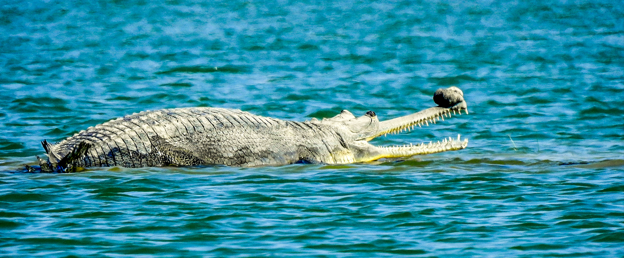 MP is now the Proud Gharial State of India | Madhya Pradesh Tourism