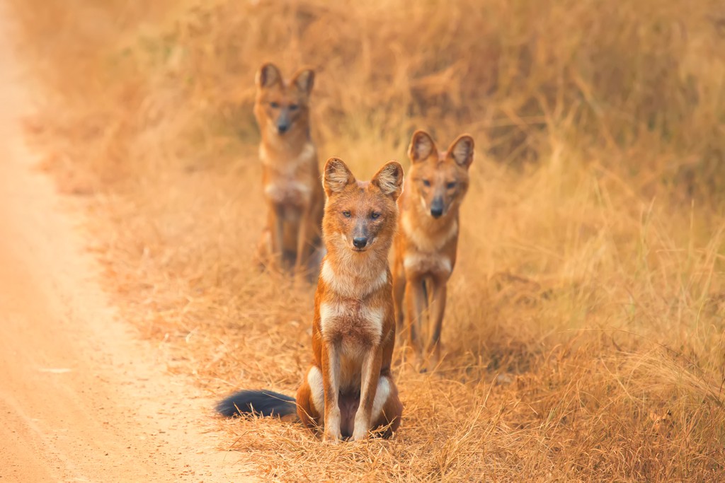 How To Differentiate Between Wolf, Jackal, Wild Dog (Dhole) and Fox