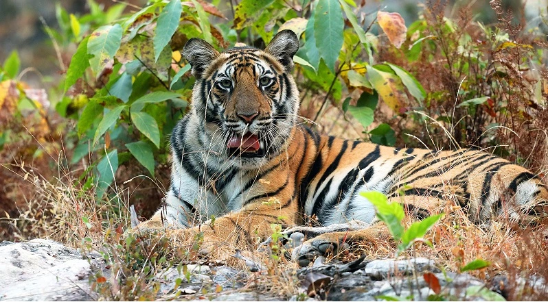 Tiger Reserves in Madhya Pradesh