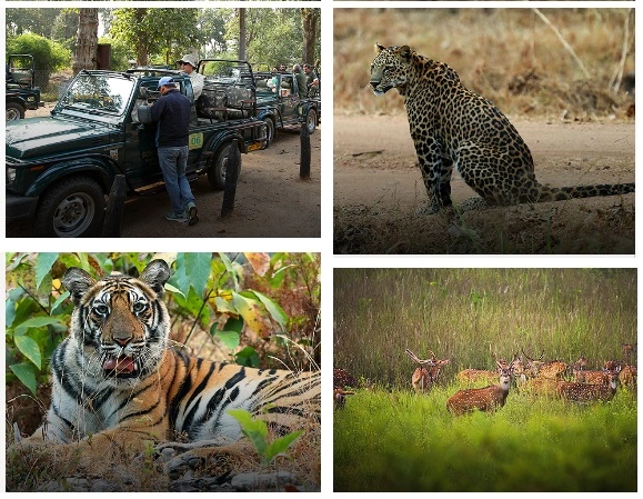 Wildfile in Madhya Pradesh