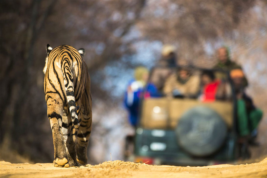 The Best Places to See Tigers in the Wild | Madhya Pradesh Tourism