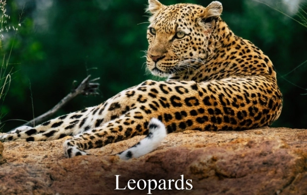 Leppards at Bandhavgarh