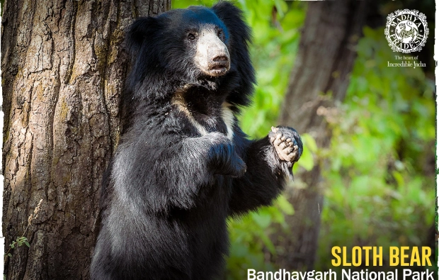 Sloth-Bear, Bandhavgarh
