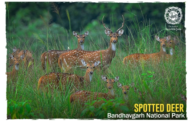 Spotted-Deer Bandhavgarh